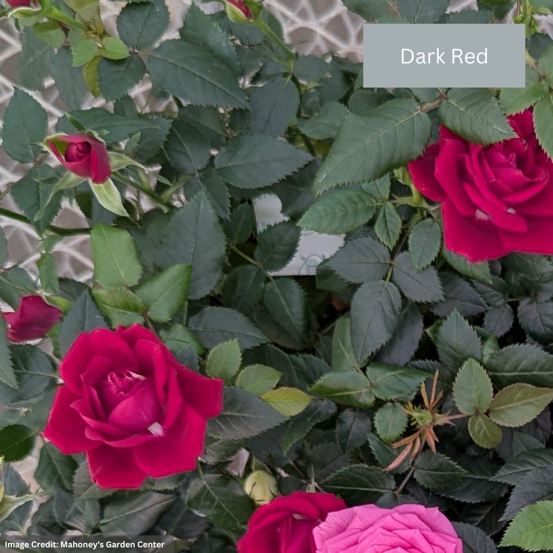 Mini Rose – 6″ Pot